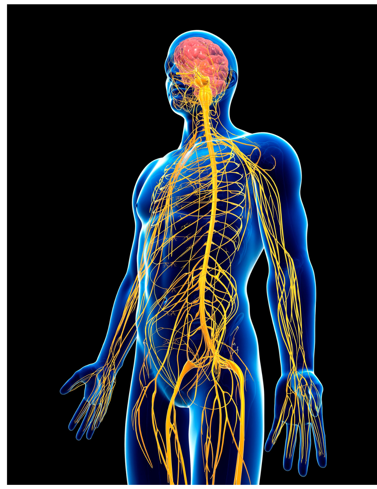 NERVOUS SYSTEM WELLNESS