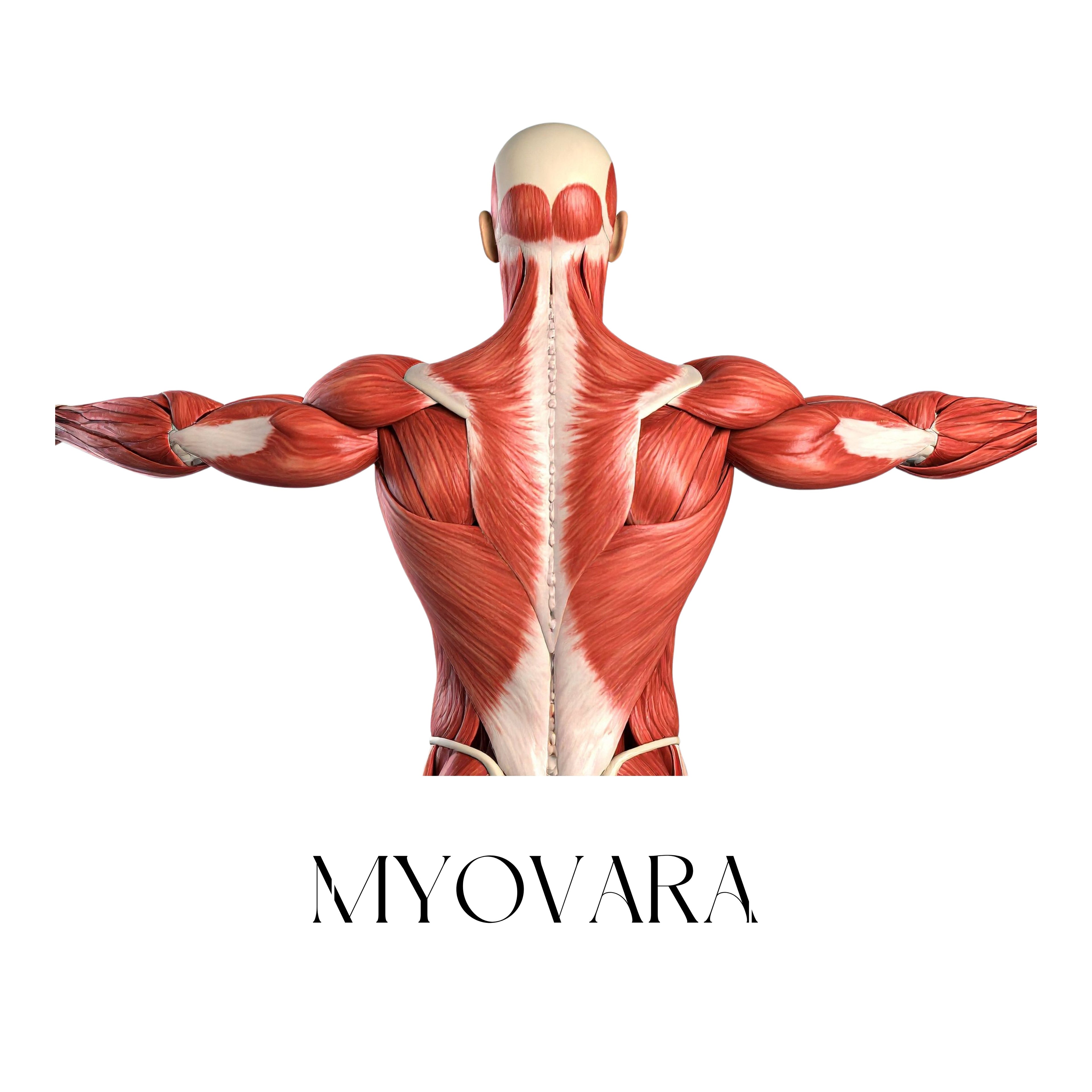Muscle Wellness
