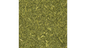 Sencha Green Tea