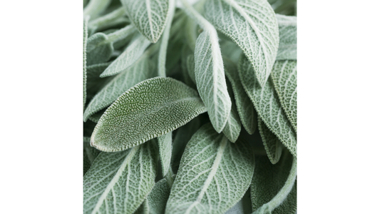 Sage Leaves