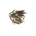 Olive Leaf