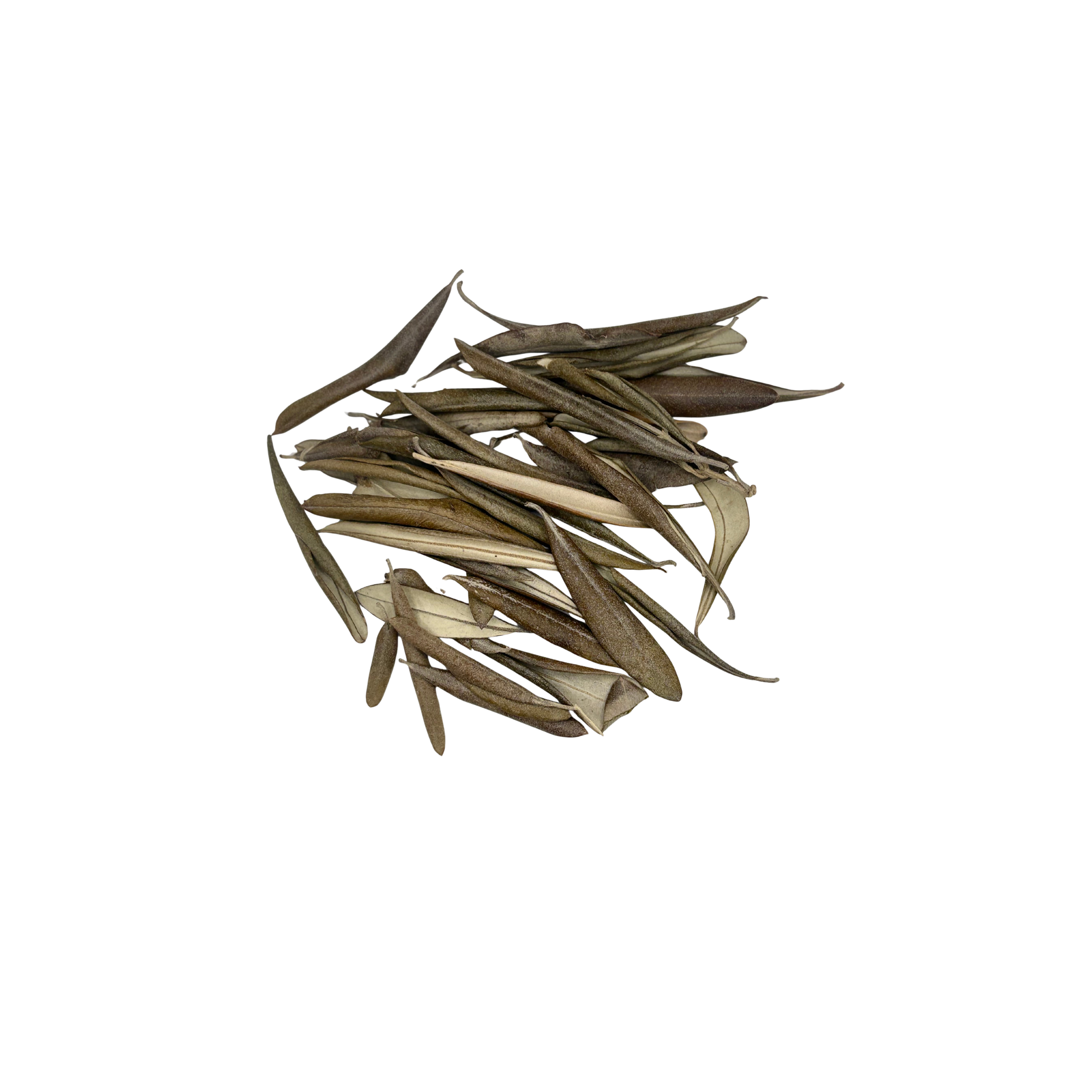 Olive Leaf