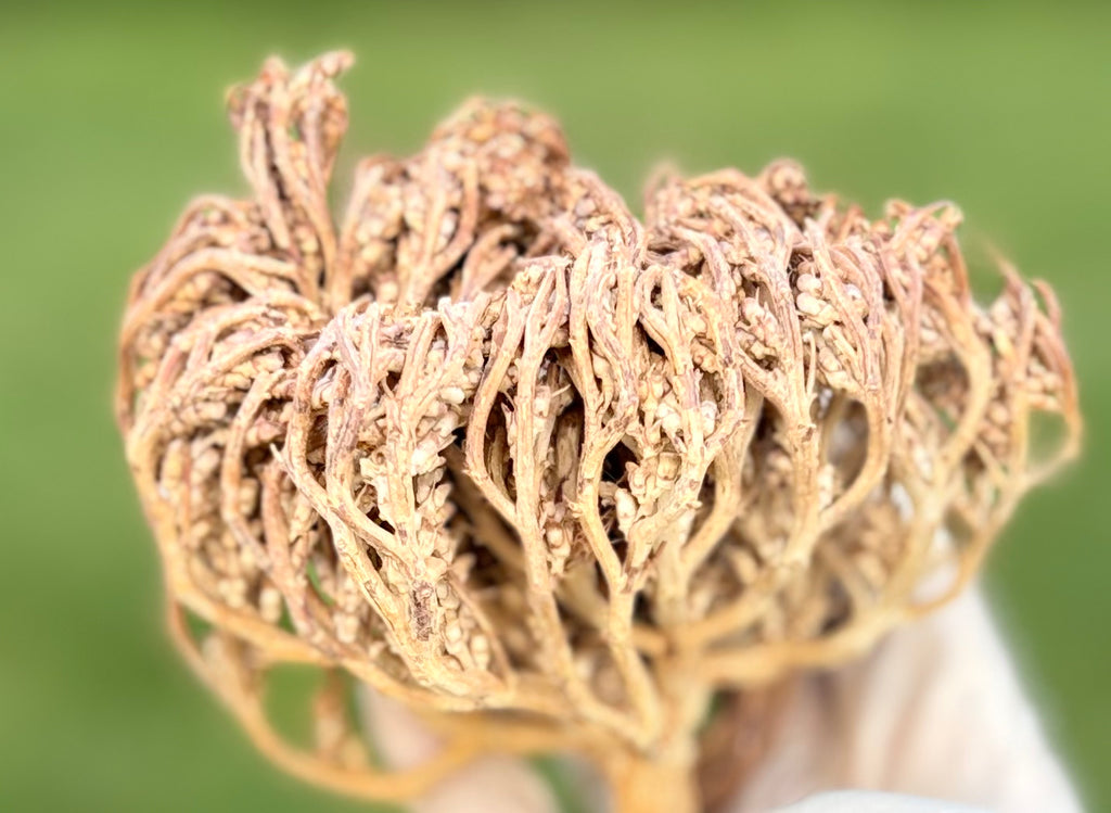 Mary’s Palm -Rose of Jericho