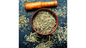 Wormwood
